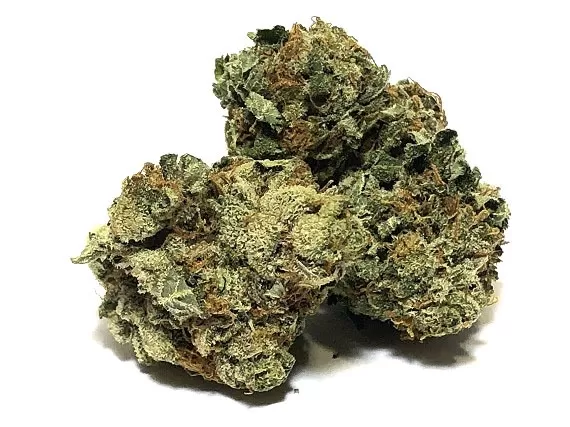 Buy Scout Master Strain