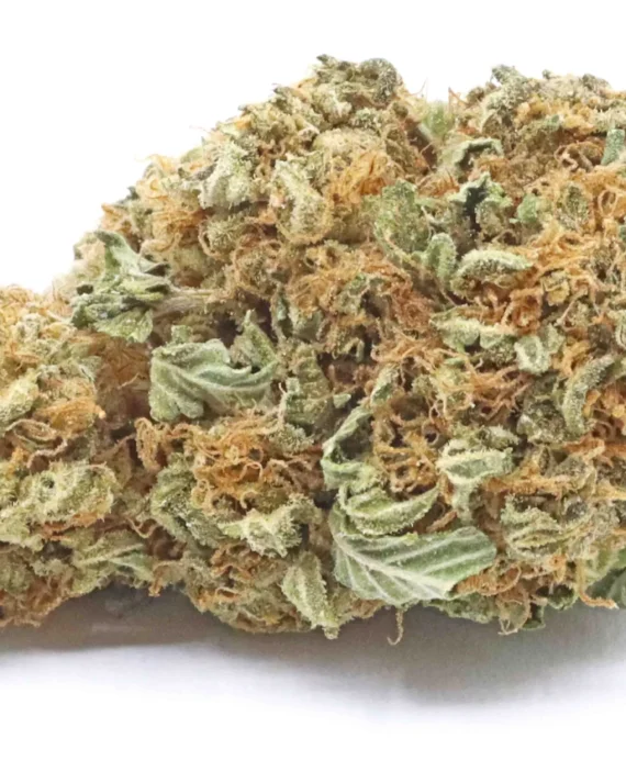 Gary Payton Hybrid Strain