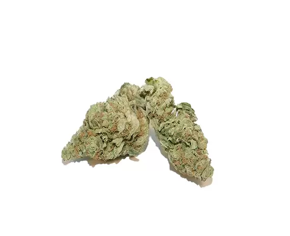 Lava Cake Hybrid Flower
